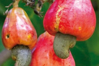 Côte dÂ’Ivoire : Campagne commerciale dÂ’anacarde, le kg fixé à  200 FCFA